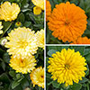 Calendula Power Daisy Collection