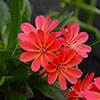Lewisia cotyledon Sunset Glow
