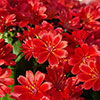 Lewisia cotyledon Sunset Glow