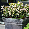 Hellebore Winterbells