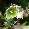 Hellebore Winterbells