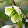 Hellebore Winterbells