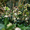 Hellebore Winterbells