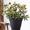 Hellebore Winterbells