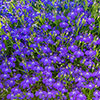 Lobelia Royal Blue
