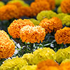 Marigold African Sun Mix Marigold African Sun Mix