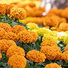 Marigold African Sun Mix