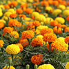 Marigold African Sun Mix