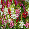 Antirrhinum Mini Butterflies Mix Antirrhinum Mini Butterflies Mix