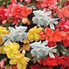 Begonia Super Cascade Mix