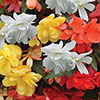 Begonia Super Cascade Mix