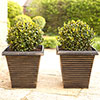Buxus Ball Buxus Ball