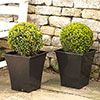 Buxus Ball Buxus Ball