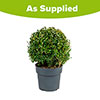 Buxus Ball Buxus Ball