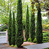 Italian Cypress Trees