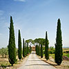 Italian Cypress Trees