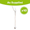 Field Maple Hedge Acer campestre&nbsp;Pack of 10 Bare Roots&nbsp;90/120cm