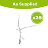 Hawthorn Hedge Crataegus monogyna Pack of 25 Bare Roots 90/120cm