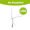 Hawthorn Hedge Crataegus monogyna Pack of 50 Bare Roots 90/120cm
