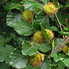 Common Beech Hedge Fagus sylvatica Pack of 50 Bare Roots 60/90cm