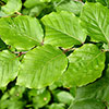 Common Beech Hedge Fagus sylvatica Pack of 50 Bare Roots 60/90cm