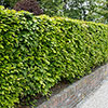Common Beech Hedge Fagus sylvatica Pack of 25 Bare Roots 90/120cm