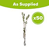Privet Hedging Ligustrum ovalifolium Pack of 50 Bare Roots 90/120cm