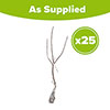 Bird Cherry Hedge Prunus padus Pack of 25 Bare Roots 90/120cm