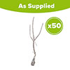 Bird Cherry Hedge Prunus padus Pack of 50 Bare Roots 90/120cm