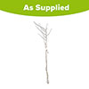 Blackthorn Hedge Prunus spinosa Single Bare Root 60/90cm