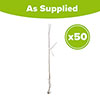 Blackthorn Hedge Prunus spinosa Pack of 50 Bare Roots 90/120cm