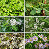 Mixed Native Hedging Collection 90-120cm