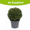 Ilex crenata Japanese Holly Topiary Ball Ilex crenata Japanese Holly Topiary Ball