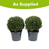 Ilex crenata Japanese Holly Topiary Balls Ilex crenata Japanese Holly Topiary Balls