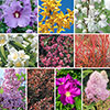 The Ultimate Winter Hardy Shrub Collection
