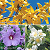 The Ultimate Winter Hardy Shrub Collection
