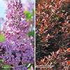 The Ultimate Winter Hardy Shrub Collection