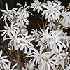 Magnolia Stellata Magnolia Stellata