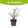 Japanese Blossom Cherry Prunus Kojo-No-Mai