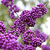 Callicarpa Profusion Beautyberry