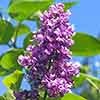Fragrant Lilac Charles Joly Fragrant Lilac Charles Joly