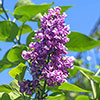 Fragrant Lilac Charles Joly