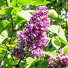 Fragrant Lilac Charles Joly