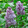 Fragrant French Lilac Katherine Havemeyer
