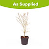 Acer palmatum Emerald Lace Acer palmatum Emerald Lace