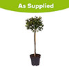 Standard Holly Tree
