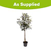 Standard Photinia Little Red Robin Tree Standard Photinia Little Red Robin Tree