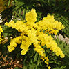 Flowering Mimosa Bush