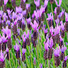 French Lavender stoechas