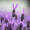 French Lavender stoechas